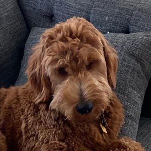 Meet your Posher, Brian